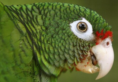 В Новой Зеландии нашли останки крупнейшего в мире попугая