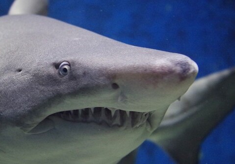Ученые нашли самую старую живую акулу