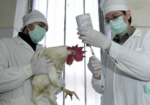В Пекине зарегистрировали случай заражения человека птичьим гриппом H5N6