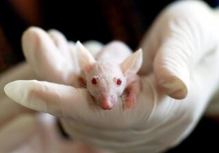 Создание гибридного эмбриона человека и грызуна одобрили в Японии