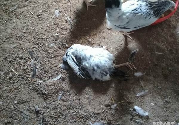 На птицефабрике в Барде зафиксирован массовый падёж домашней птицы (Фото)