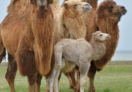 Евросоюз откроет в Азербайджане верблюжью ферму