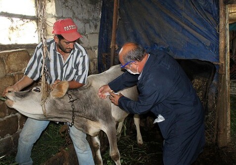В Азербайджане началась вакцинация скота против ящура и сибирской язвы