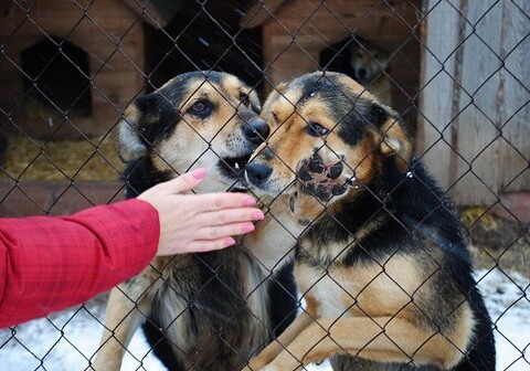 На Абшероне появится приют для 5000 бездомных собак