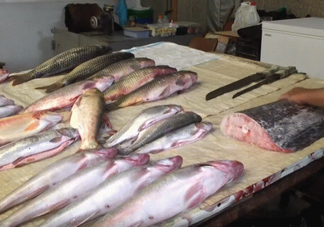 Как правильно выбрать рыбу? (Видео)