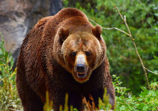 Медведь напал на жителя Исмаиллинского района