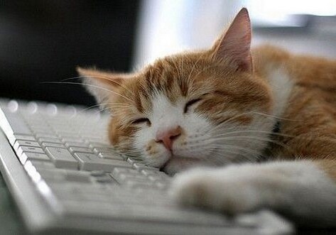 Американцы изобрели специальную клавиатуру для кошек