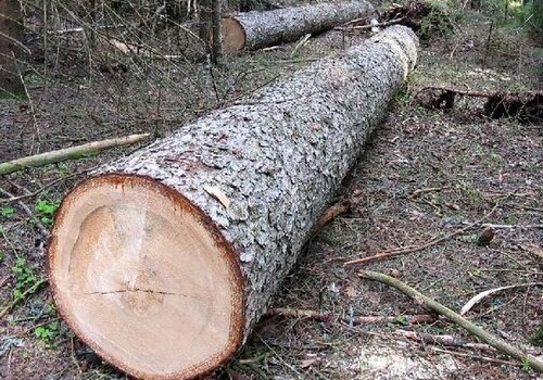 Несчастный случай в Гядабее: срубленное дерево придавило мужчину