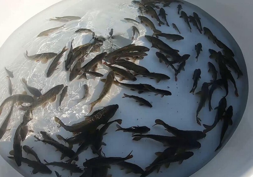 В реку Кура в Товузском районе выпущены тысячи мальков рыб (Фото)