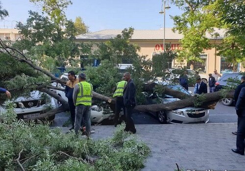 В Баку ветер повалил дерево, пострадали три автомобиля