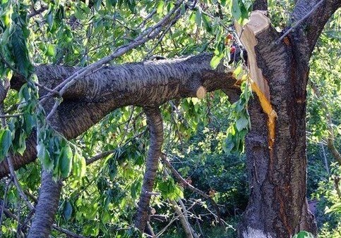 Житель Огуза скончался после падения на него большой ветви дерева
