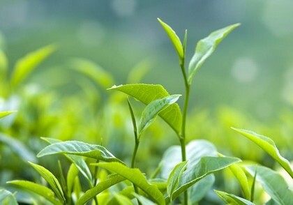 Ученые создали искусственную кожу из зеленого чая