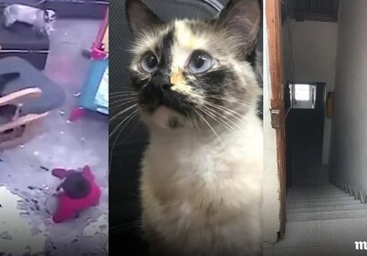 В Колумбии кошка спасла малыша от гибели (Видео)