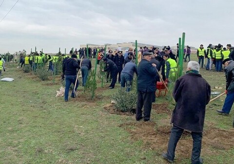 Жители Абшерона поддержали инициативу Мехрибан Алиевой по посадке за один день 650 тыс. деревьев (Фото)