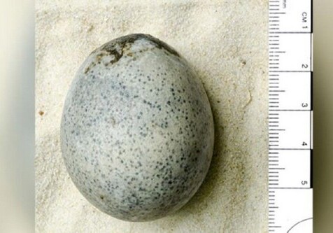 Археологи нашли в Англии 1700-летнее неповрежденное яйцо (Фото)