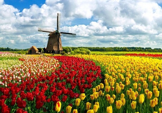 Нидерланды официально отказались от названия «Голландия» – Изменится символ страны