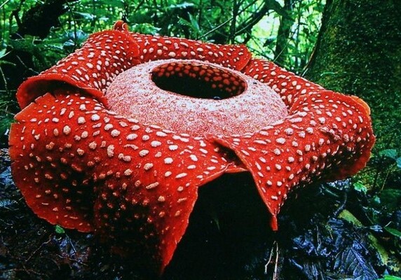 Ученые обнаружили один из крупнейших в мире «цветков-монстров»
