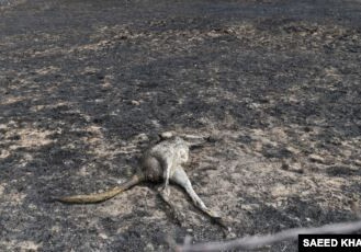 Лесные пожары убили более 1 млрд животных в Австралии