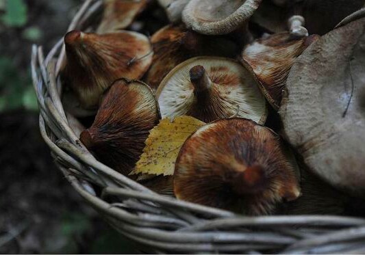 В Азербайджане обнаружены новые виды грибов