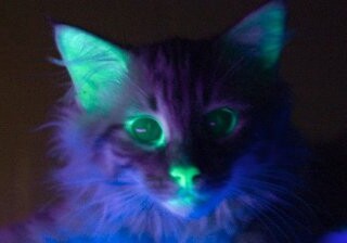 Генетики из США создали светящихся кошек