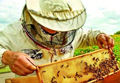В поддержку пчеловодов 