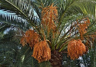 Из семян эпохи Ирода Великого ученые вырастили финиковую пальму
