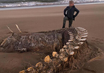 На шотландский берег после шторма вынесло скелет неопознанного существа