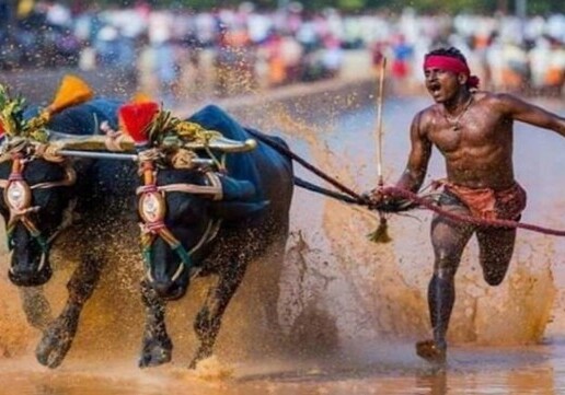 Власти Индии проверят чемпиона гонок с буйволами, якобы побившего рекорд Усэйна Болта (Видео)