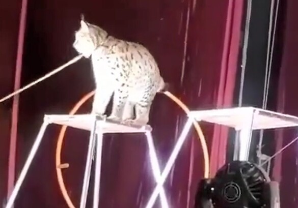 В цирке Цхинвала рысь набросилась на дрессировщика (Видео)