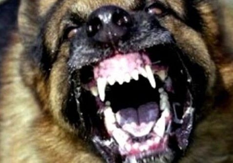 В Баку бешеная собака напала на четырех человек - Животное, страдающее бешенством не поймано
