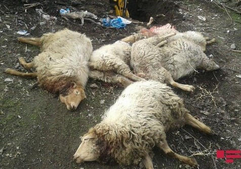 В Огузском районе волки напали на село и загрызли 18 овец