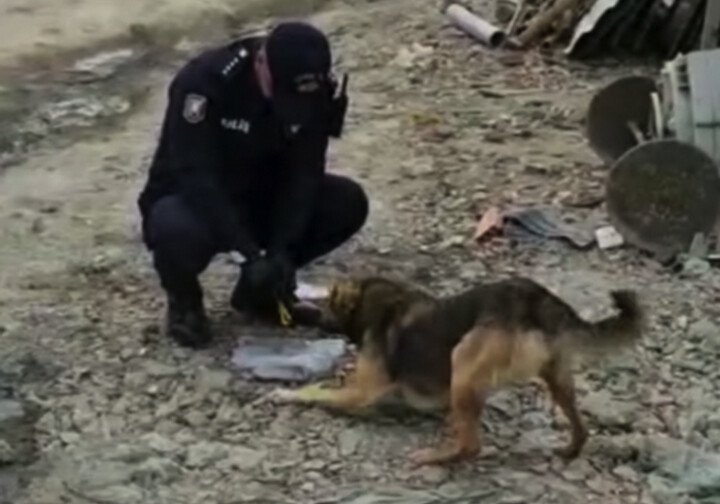 Жест доброты от азербайджанских полицейских: «Мы не забыли о бездомных животных!» (Видео) 