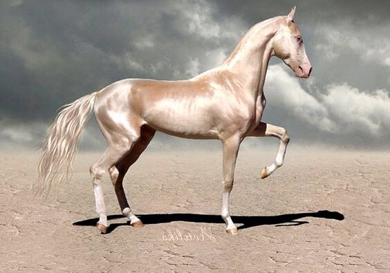 Президент Туркменистана распорядился о проведении международного конкурса красоты ахалтекинских коней 