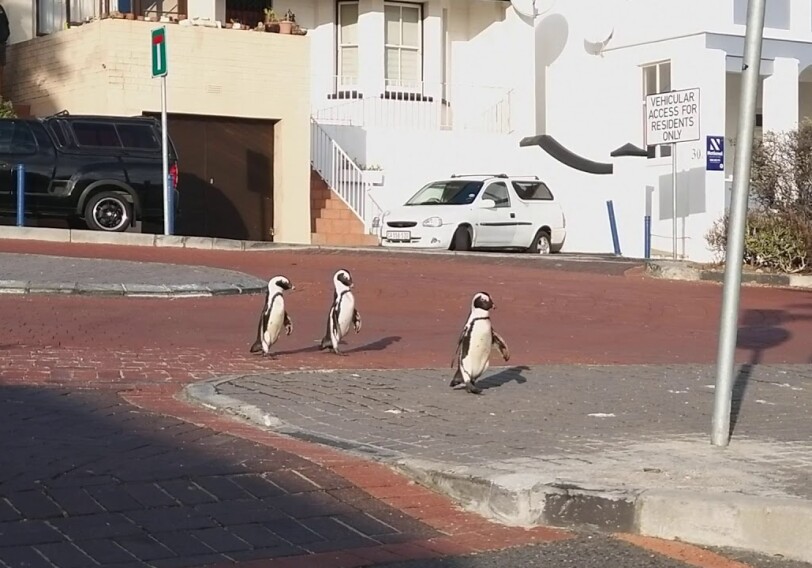 В ЮАР на безлюдные улицы вышли пингвины (Видео)
