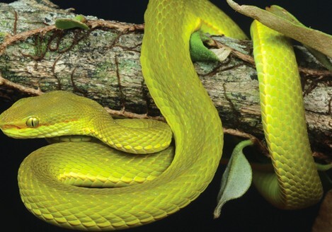 Новый вид змей назвали в честь темного мага из «Гарри Поттера»