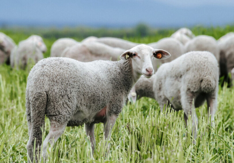 Из Европы в Азербайджан завезены овцы породы Лакон (Фото)