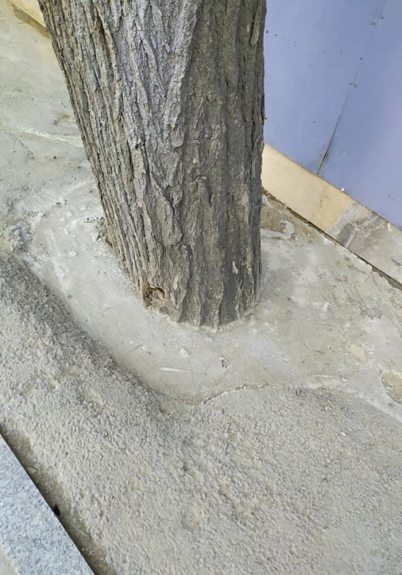 В Баку при строительстве высотки забетонировали деревья – Фотофакт