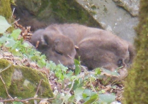 В Шахдагском национальном парке родился еще один зубренок