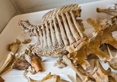 В Германии раскопали 300-тысячелетний скелет слона