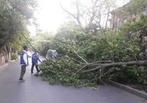 Сильный ветер в Баку повалил деревья и снес кровлю с крыш (Фото)