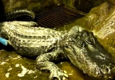 В Московском зоопарке умер «аллигатор Гитлера» (Видео)