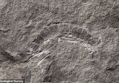 В Шотландии нашли древнейшую многоножку возрастом 425 млн лет