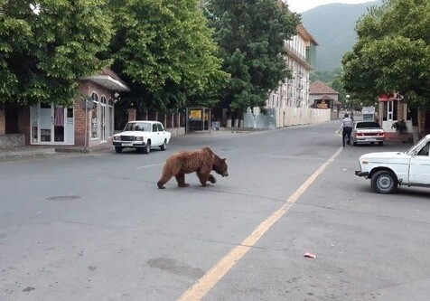 В центре Шеки был замечен разгуливающий бурый медведь (Видео)