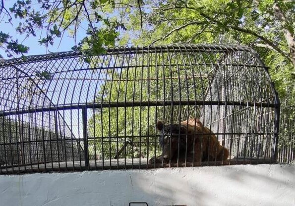 Обнаруженный в Шеки бурый медведь находится под наблюдением в вольере в Национальном парке 