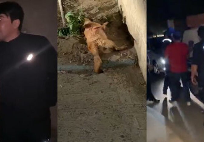 «Пуля попала в собаку в полуметре от меня» - Зоозащитник Фарид Мансуров о вопиющем беспределе (Видео)