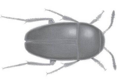 Ученые назвали новый вид жука в честь группы The Beatles