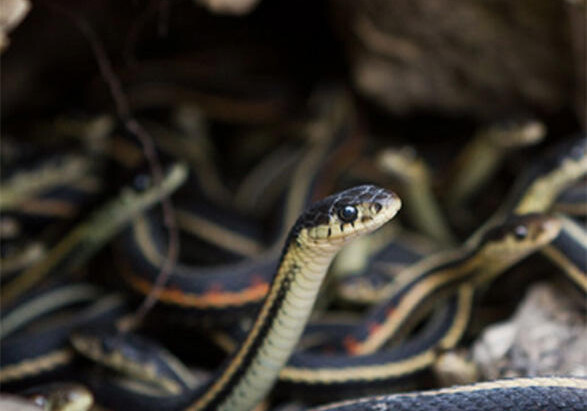 В Азербайджане из 28 видов змей ядовитые только шесть - Институт зоологии