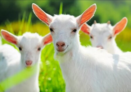 Ученые вывели генномодифицированных коз с лекарством от рака в молоке
