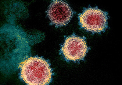 Развеян миф о передаче коронавируса