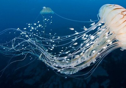 В США создали робота-медузу
